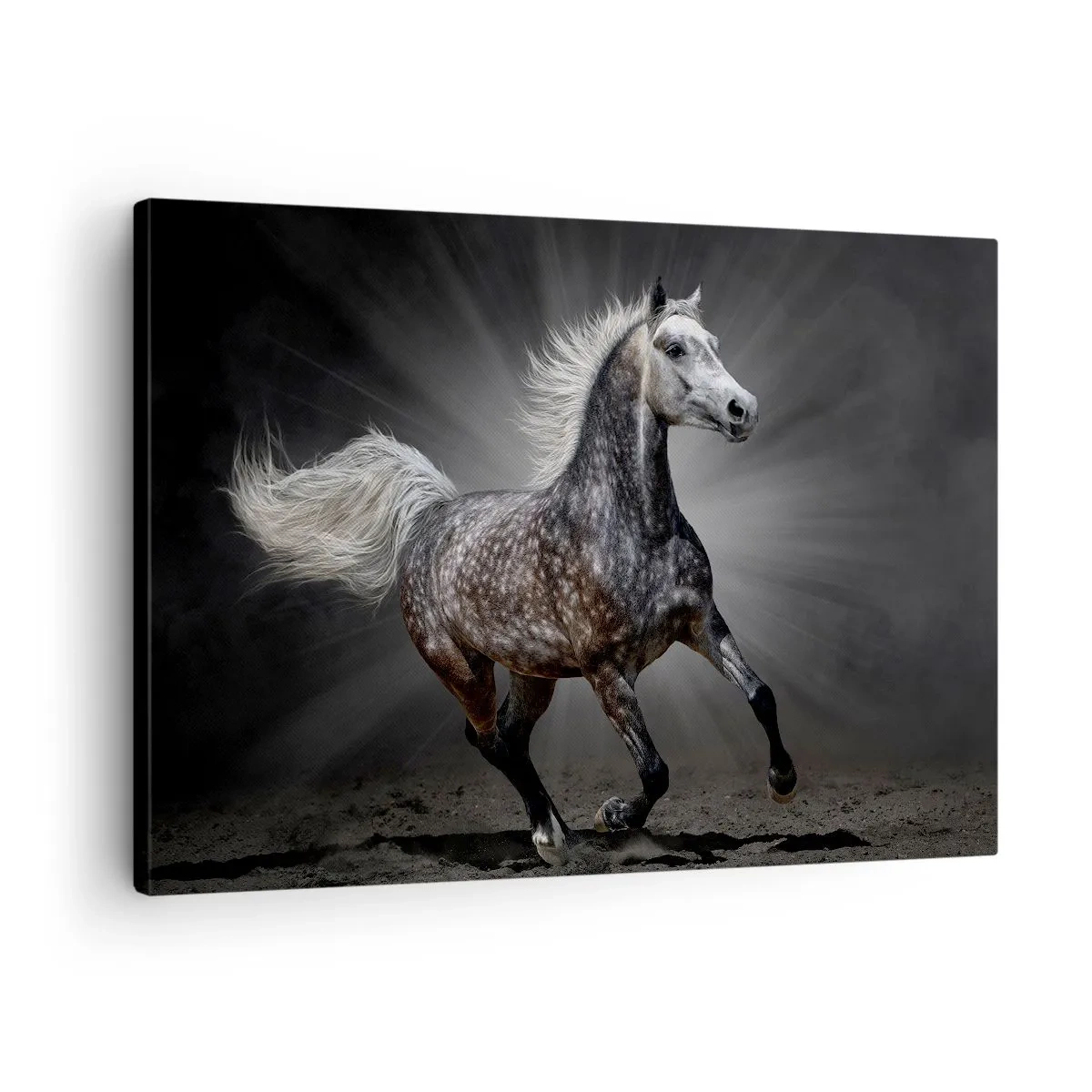Obraz na plátne - Biely kôň cválajúci na tmavom pozadí - 70x50cm - Sivé je krásne - Moderná nástenná dekorácia do obývacej izby a spálne ARTTOR