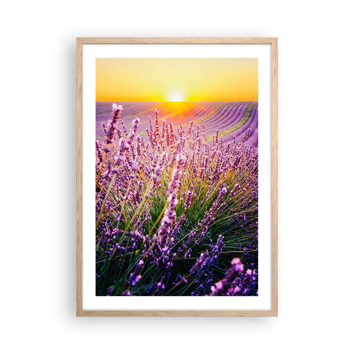 Plagát v ráme zo svetlého duba - Voňavý lán - 50x70 cm