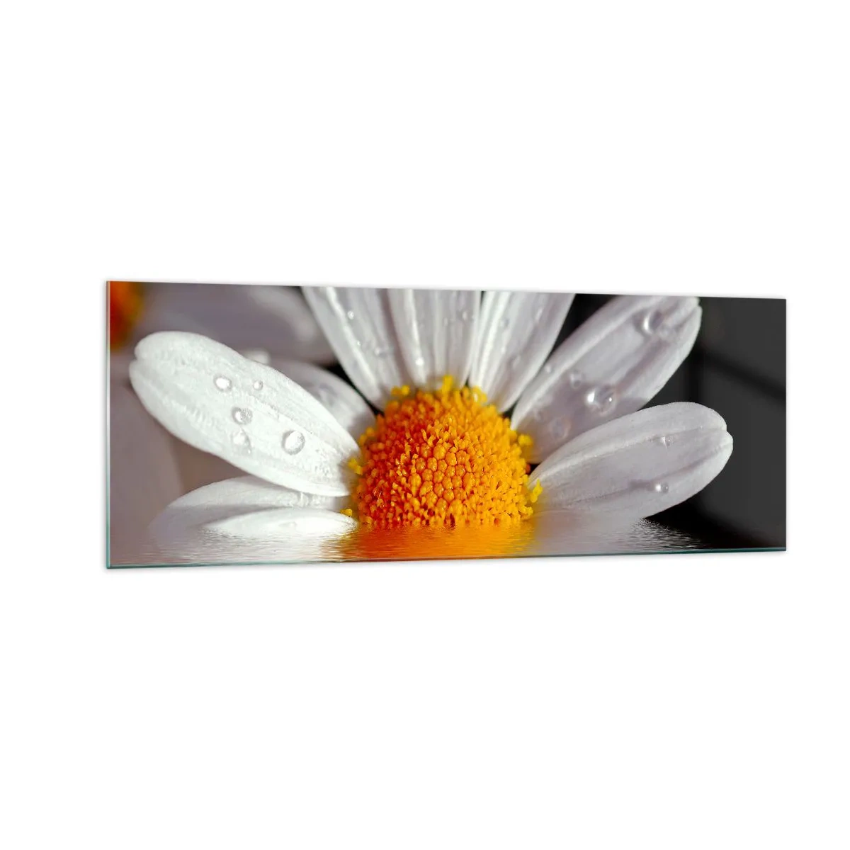 Obraz na skle - Vychádzajúce slnko sedmokrásky - 140x50 cm