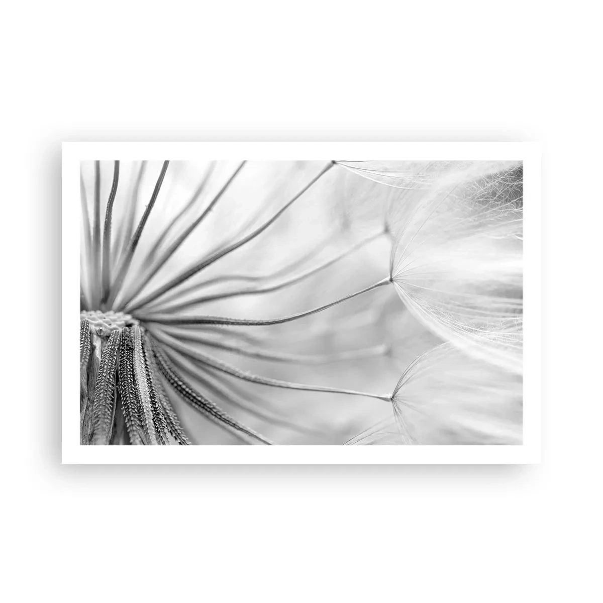 Plagát - Púpavy - 91x61 cm