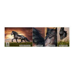Vzorka fototapety Premium Sand - Čierny knieža - Zvieratá, Arabský kôň, Krajina - 100x30 cm
