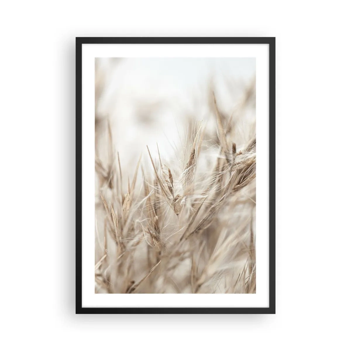 Plagát v čiernom ráme - Jemné klasy trávy v béžovej farbe - 50x70cm - Lúka a vietor - Moderná nástenná dekorácia do obývacej izby a spálne ARTTOR