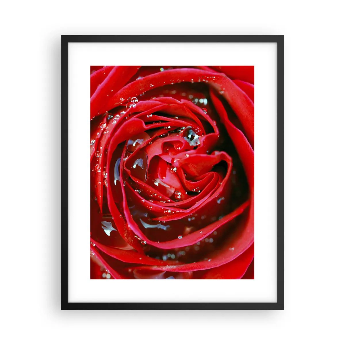 Plagát v čiernom ráme - V kvapkách rosy - 40x50 cm