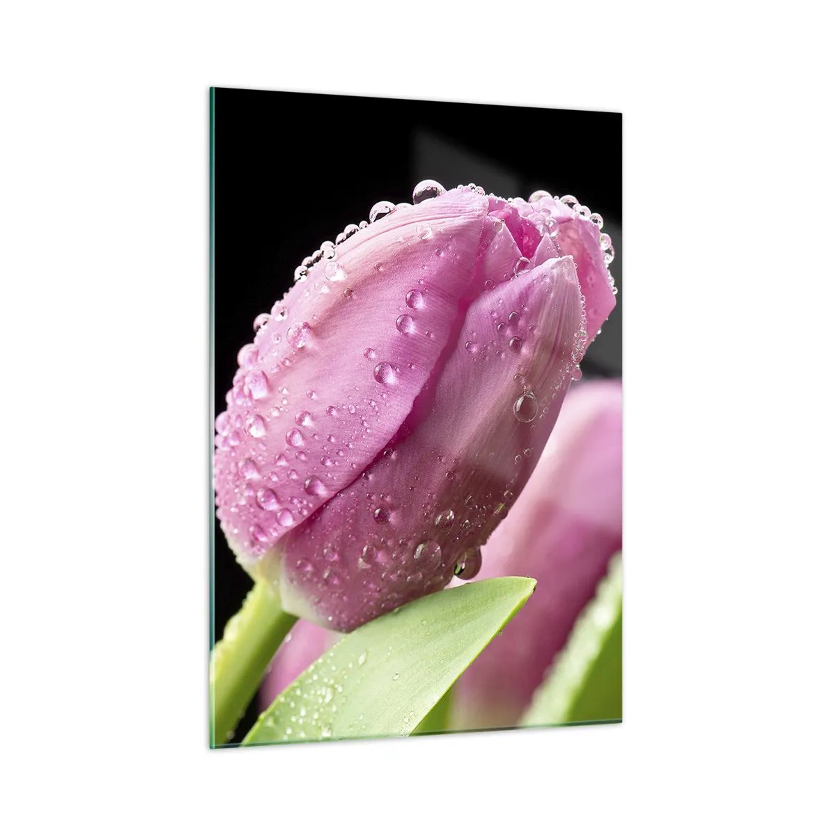 Obraz na skle - Ľaliový sen v rose - 50x70 cm