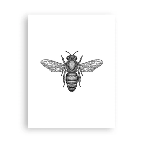Plagát - Hmyzí portrét - 30x40 cm