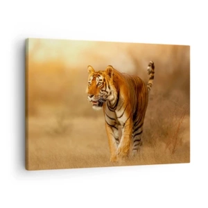 Obraz na plátne - Tiger prechádzajúci savanou v teplých farbách - 70x50cm - Pred útokom - Moderná nástenná dekorácia do obývacej izby a spálne ARTTOR