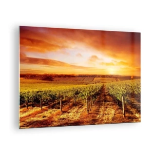Obraz na skle - Viničná réva na poli pri západe slnka - 70x50cm - Jemne ovocné s nádychom slnka - Moderná nástenná dekorácia do obývacej izby a spálne ARTTOR