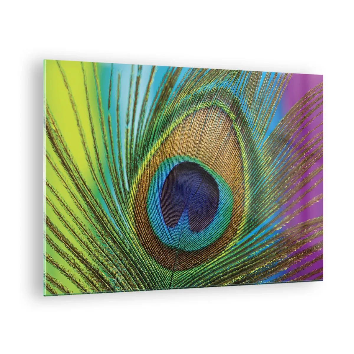 Obraz na skle - Detailný záber na farebné pávie pero - 70x50cm - Tvárou v tvár - Moderná nástenná dekorácia do obývacej izby a spálne ARTTOR