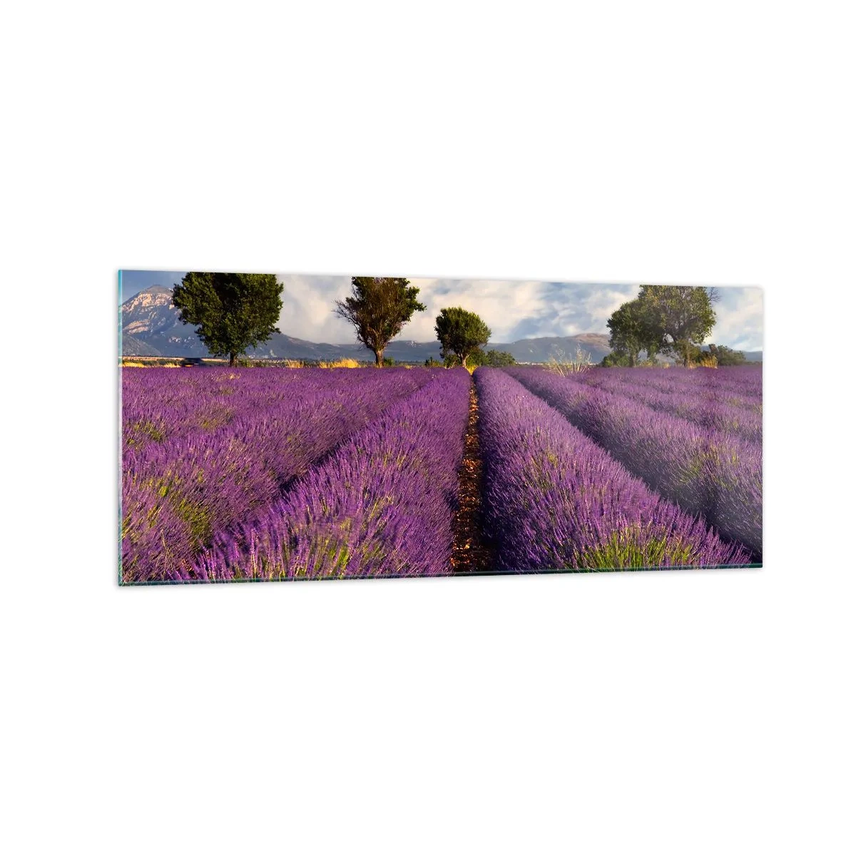 Obraz na skle - Levanduľové polia - 120x50 cm