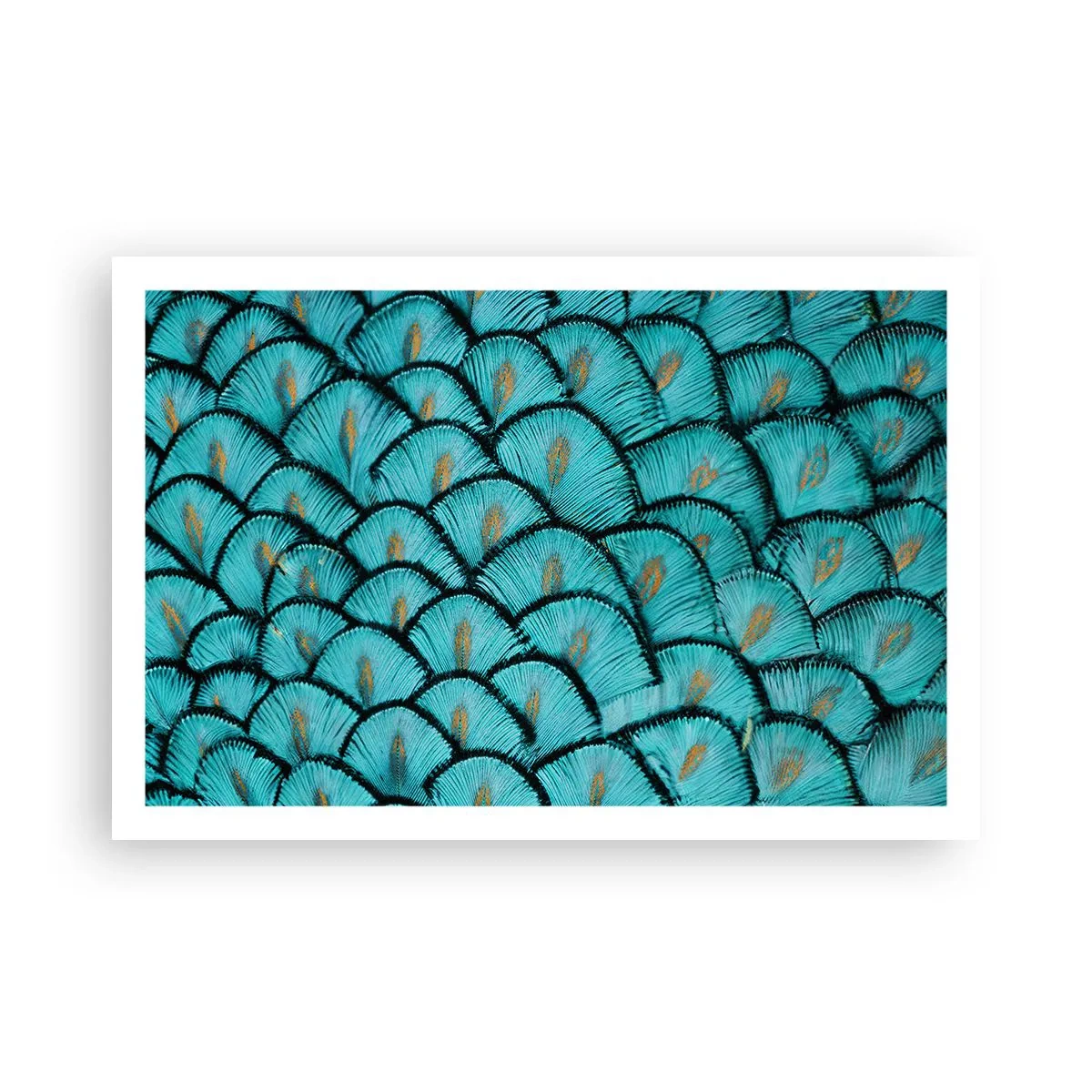 Plagát - Veľká slávnosť peria - 91x61 cm