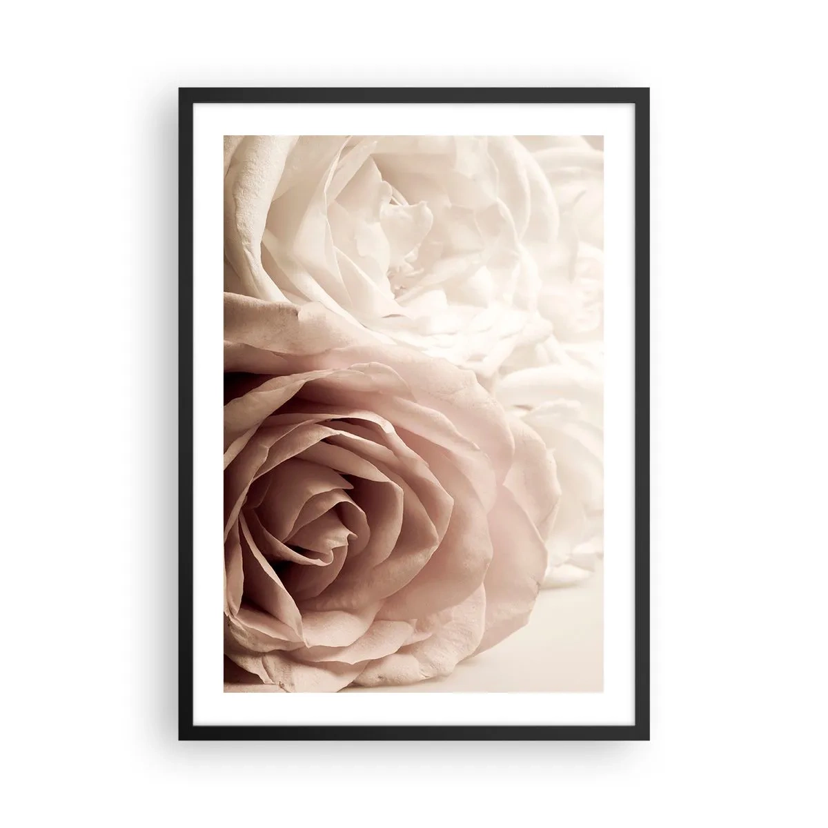 Plagát v čiernom ráme - Jemné krémové ruže detailný záber - 50x70cm - V srdci ruže - Moderná nástenná dekorácia do obývacej izby a spálne ARTTOR