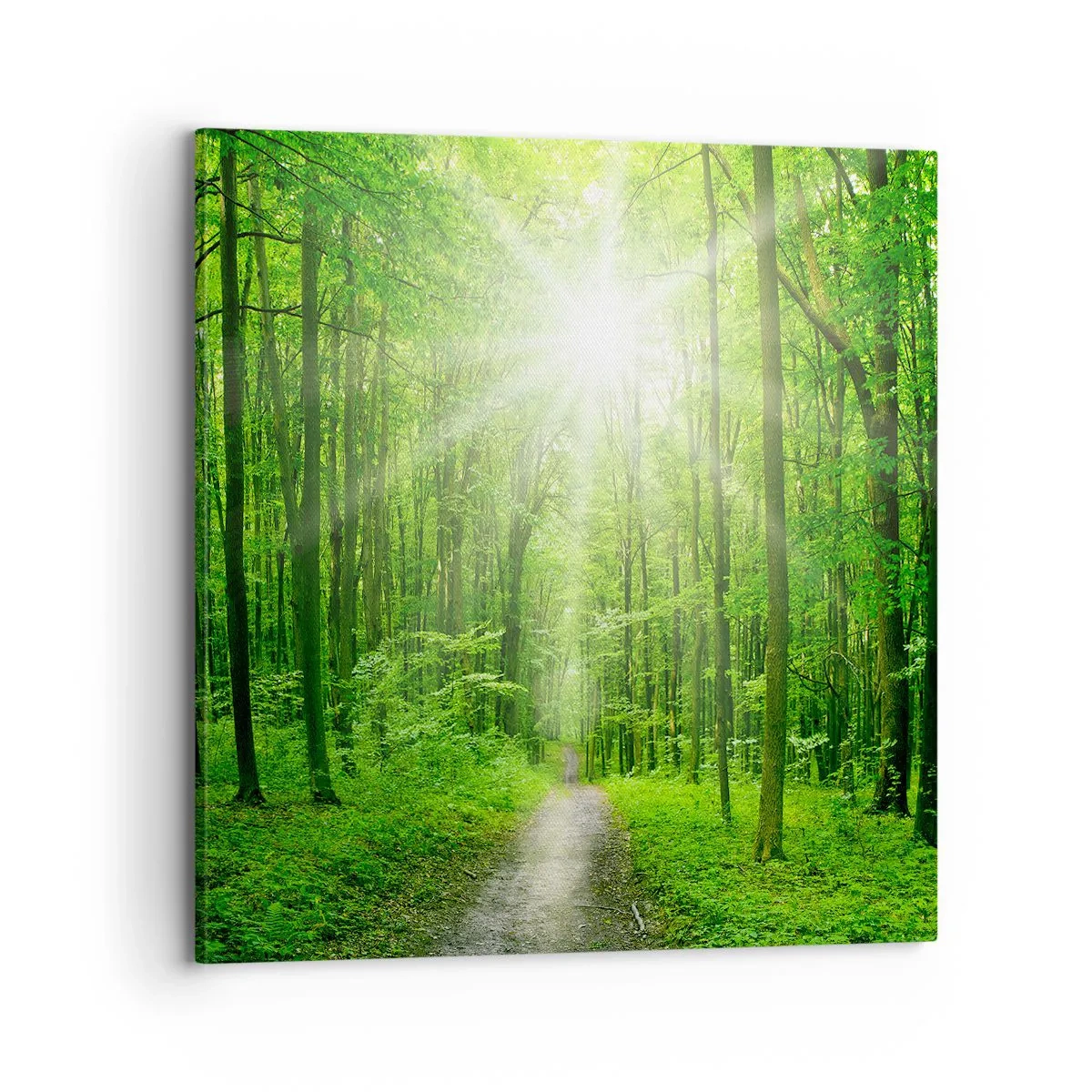 Obraz na plátne - Zelená katedrála - 70x70 cm