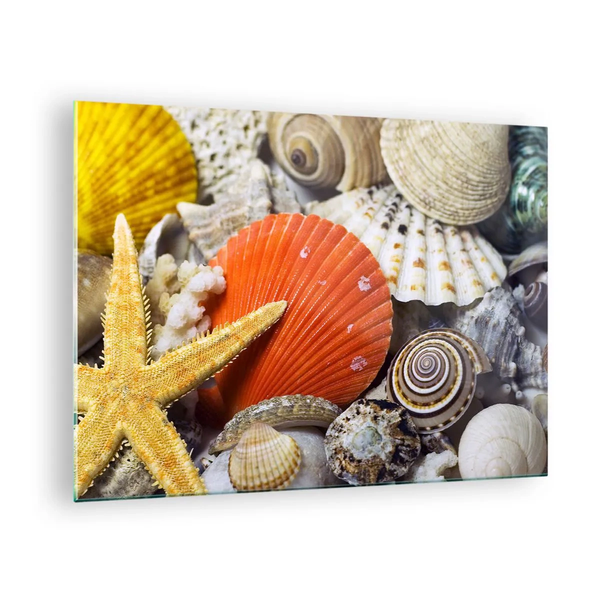 Obraz na skle - Farebné mušle a hviezdice v morskej kompozícii - 70x50cm - Poklady oceánu - Moderná nástenná dekorácia do obývacej izby a spálne ARTTOR