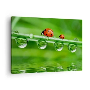 Obraz na plátne - Lienky na steble trávy s kvapkami rosy v prírodnom prostredí - 70x50cm - Na cestách celé leto - Moderná nástenná dekorácia do obývacej izby a spálne ARTTOR