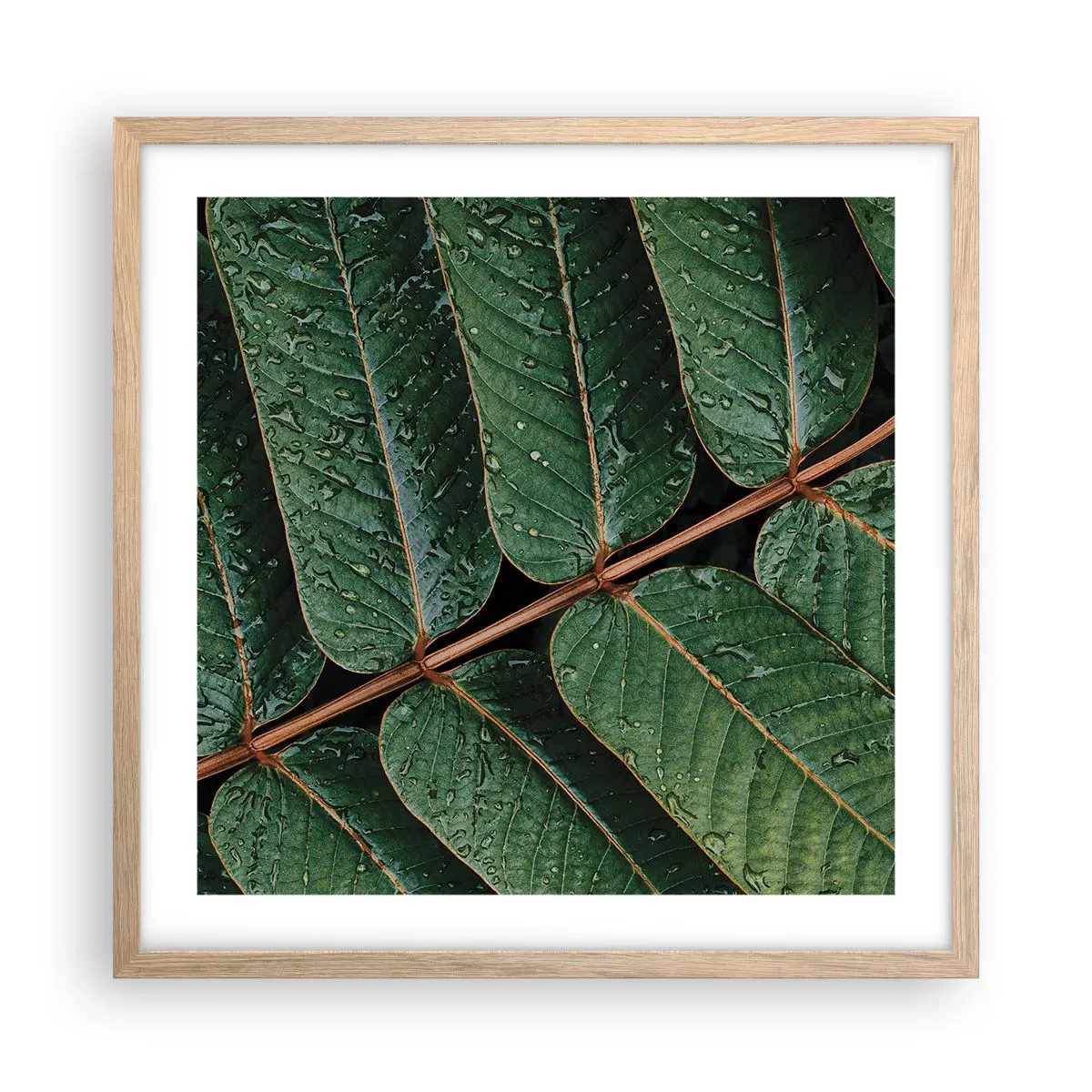 Plagát v ráme zo svetlého duba - V zelenom rytme - 50x50 cm