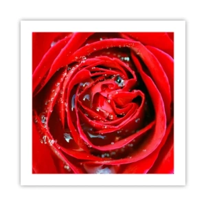 Plagát - V kvapkách rosy - 50x50 cm