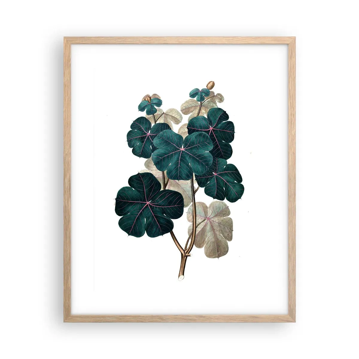 Plagát v ráme zo svetlého duba - Zo starého herbára - 40x50 cm