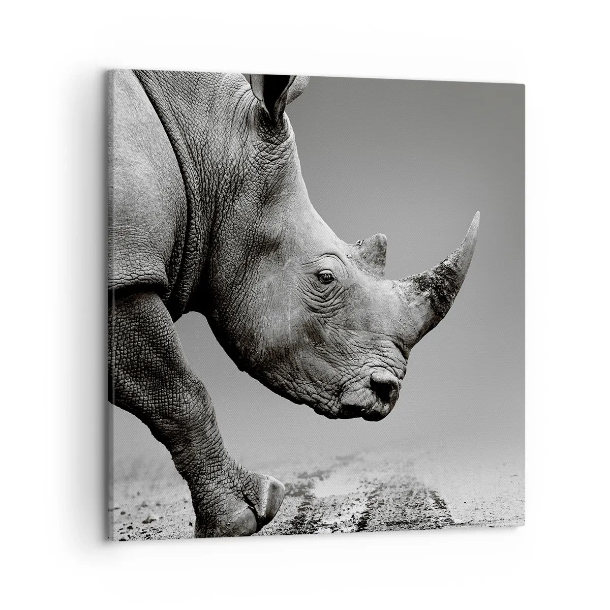 Obraz na plátne - Nezastaviteľná sila - 50x50 cm