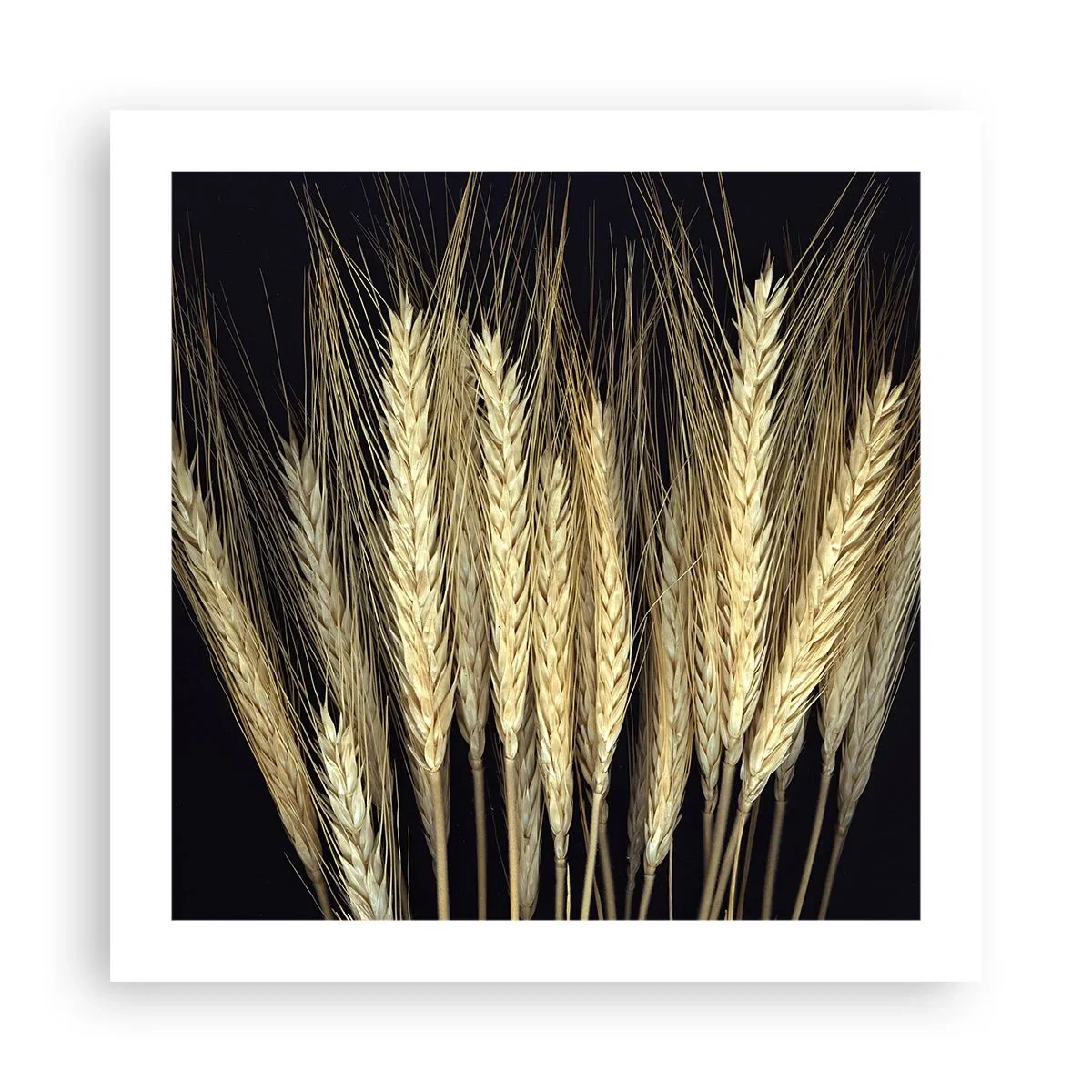 Plagát - Rustikálna mágia - 50x50 cm