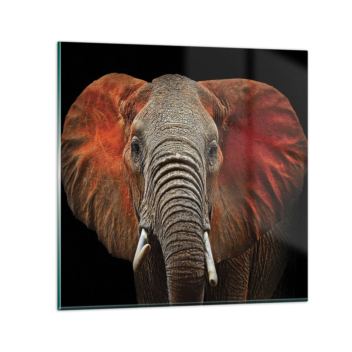 Obraz na skle - Som divoký, a ty? - 70x70 cm