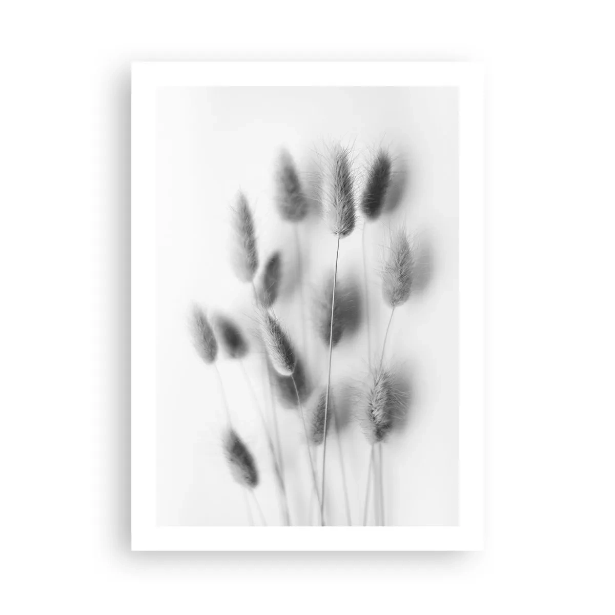 Plagát - Našuchorená tráva - 50x70 cm