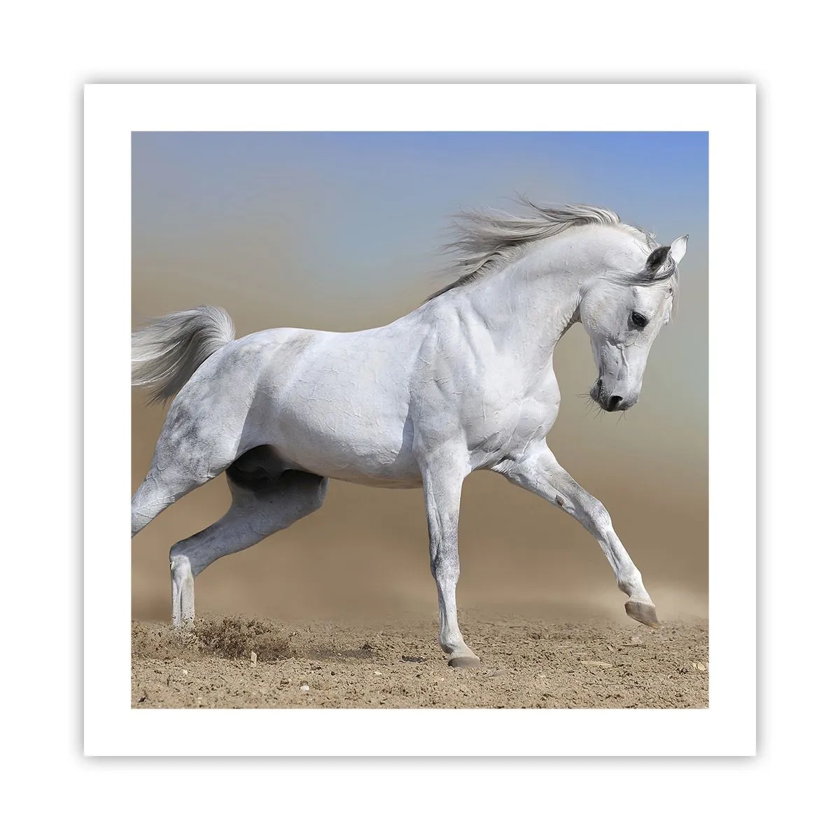 Plagát - Najkrajšia arabská rozprávka - 50x50 cm