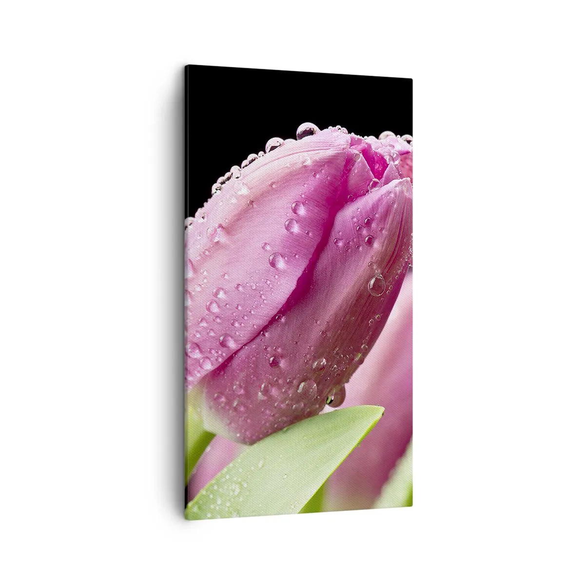Obraz na plátne - Ľaliový sen v rose - 45x80 cm
