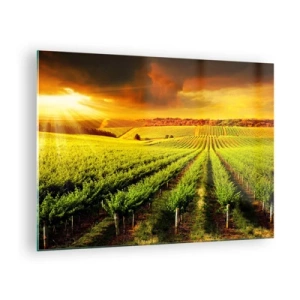 Obraz na skle - Vinohrad vo svetle zapadajúceho slnka - 70x50cm - Pod austrálskym slnkom - Moderná nástenná dekorácia do obývacej izby a spálne ARTTOR