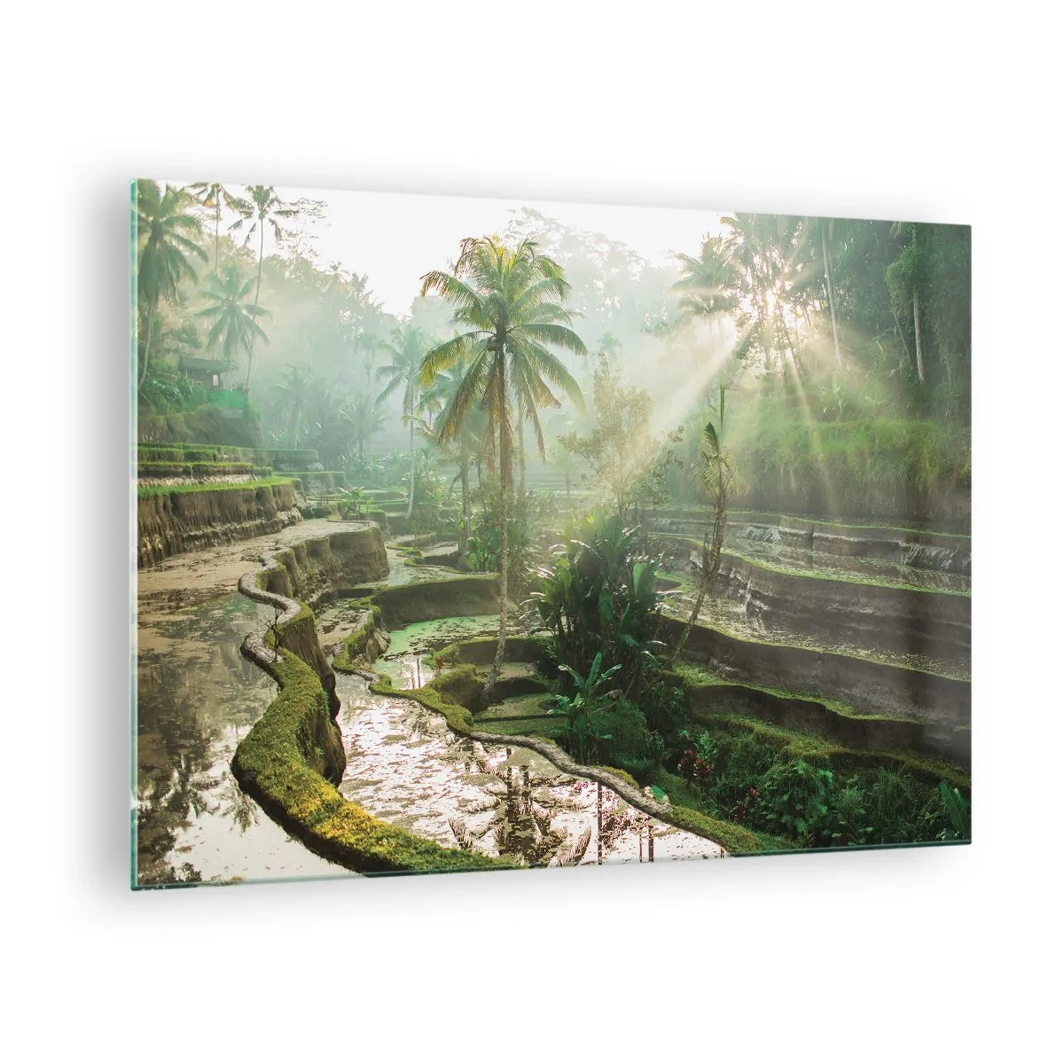 Obraz na skle - Tropické ryžové polia s palmami v rannej hmle - 70x50cm - Vyrastať na slnku - Moderná nástenná dekorácia do obývacej izby a spálne ARTTOR