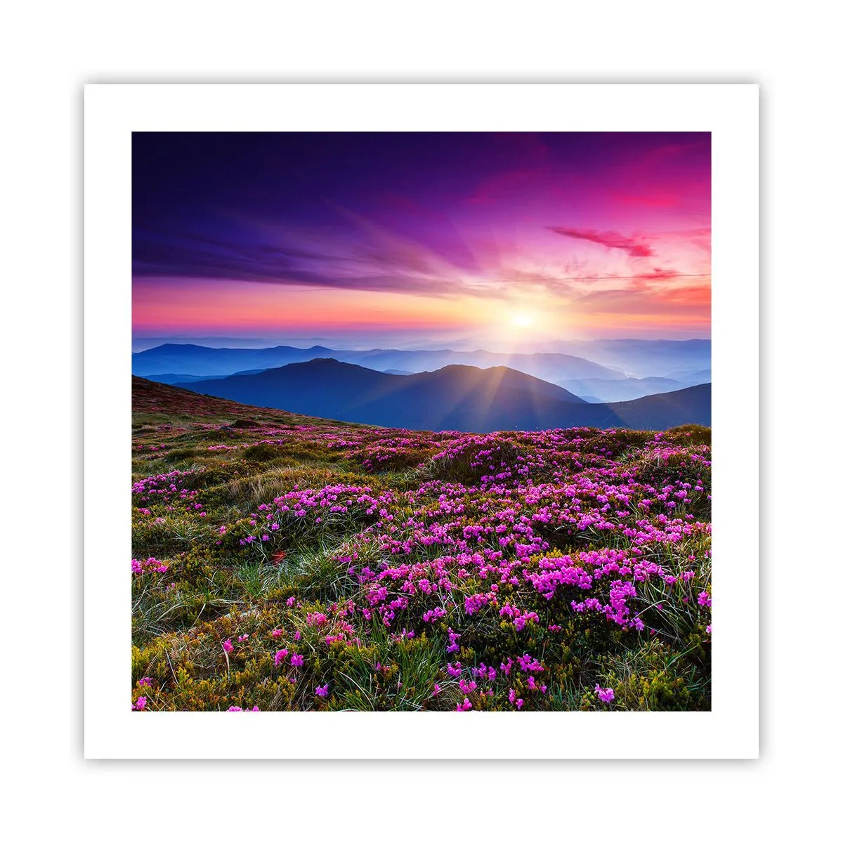 Plagát - Zavoňali svieže púčiky byliniek z obilných polí - 50x50 cm