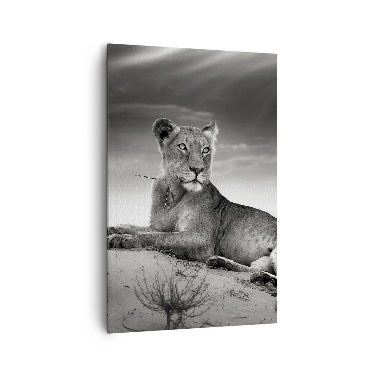 Obraz na plátne - Odpočinok kráľovnej púšte - 80x120 cm