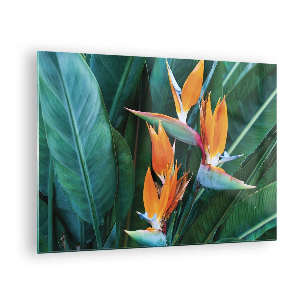 Obraz na skle - Exotické kvety strelitzie medzi veľkými zelenými listami - 70x50cm - Je to kvetina, alebo vták? - Moderná nástenná dekorácia do obývacej izby a spálne ARTTOR