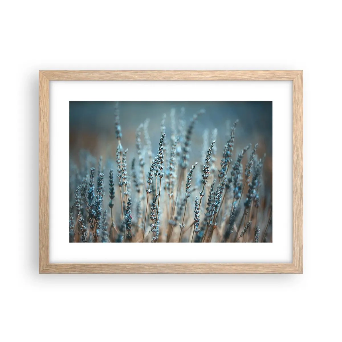 Plagát v ráme zo svetlého duba - Voňavý lán - 40x30 cm