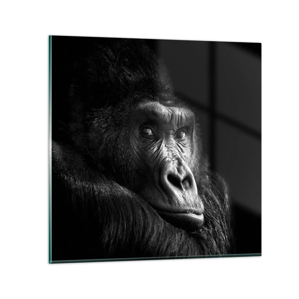 Obraz na skle - Na čo sa tak pozeráš? - 60x60 cm