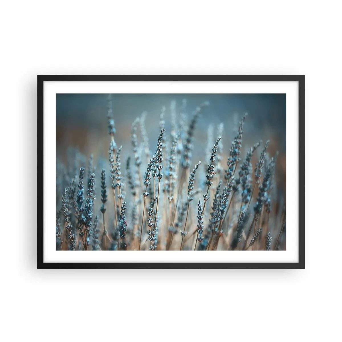 Plagát v čiernom ráme - Voňavý lán - 70x50 cm