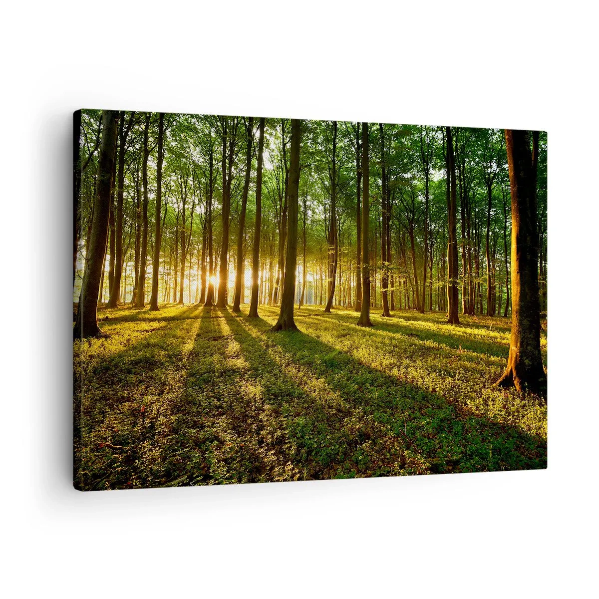 Obraz na plátne - Zapadajúce slnko v listnatom lese - 70x50cm - Fotografie všetkých jarí - Moderná nástenná dekorácia do obývacej izby a spálne ARTTOR