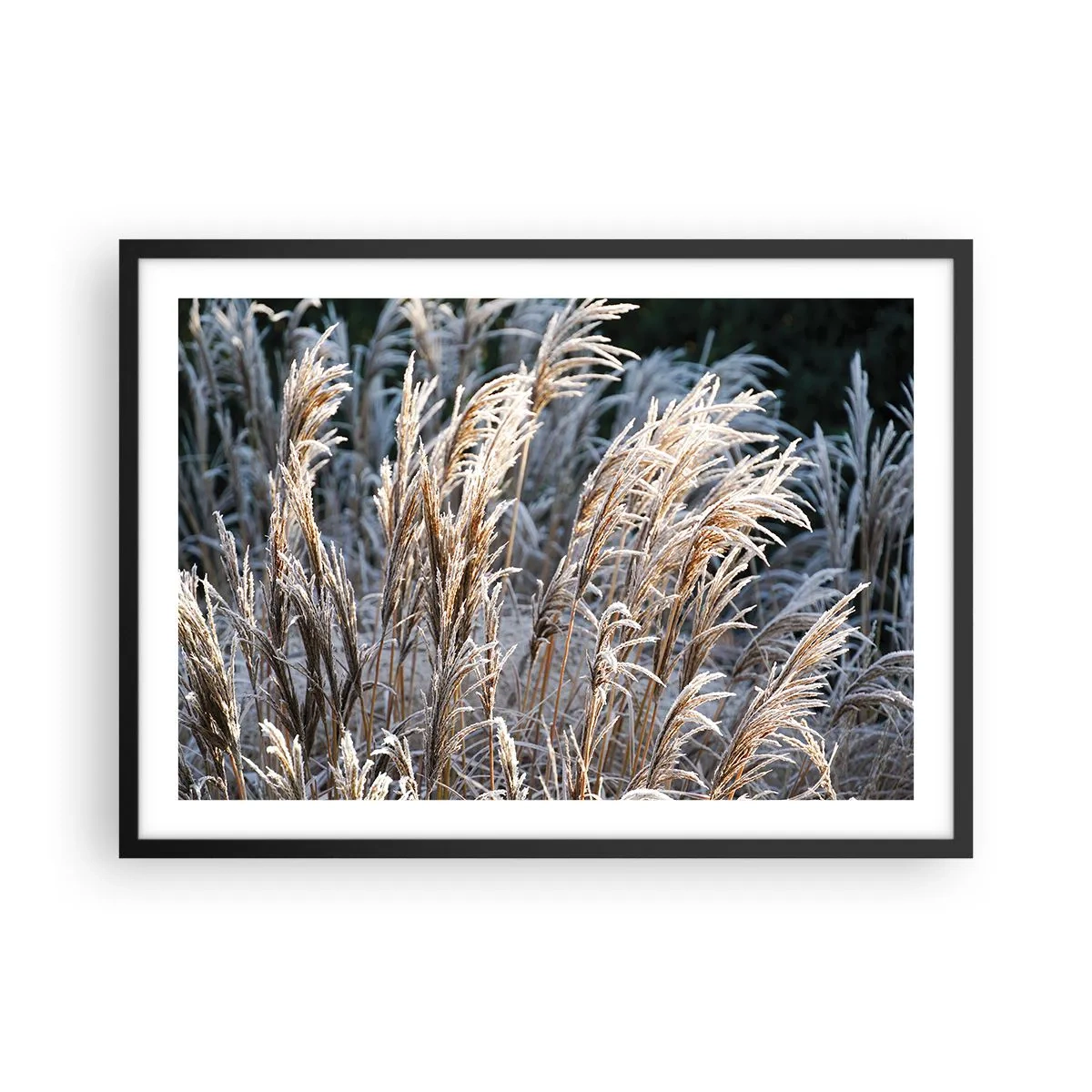 Plagát v čiernom ráme - Mrazom pokryté - 70x50 cm