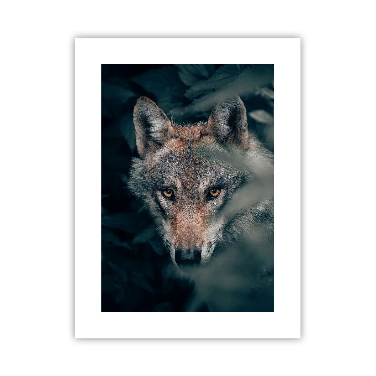 Plagát - Predátor - 30x40 cm