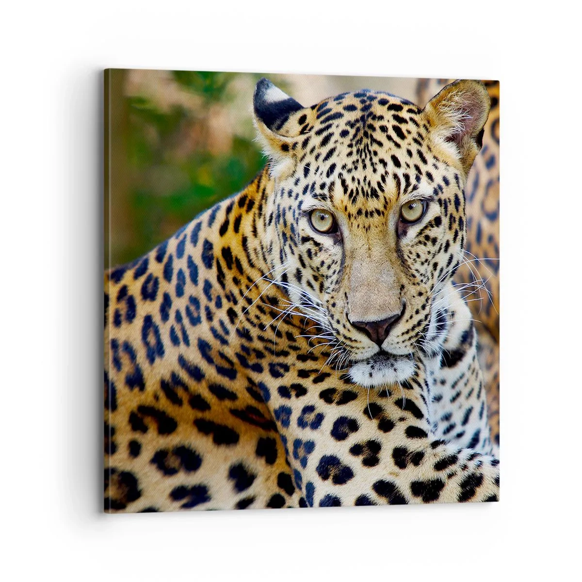 Obraz na plátne - Divoký a pokojný - 70x70 cm