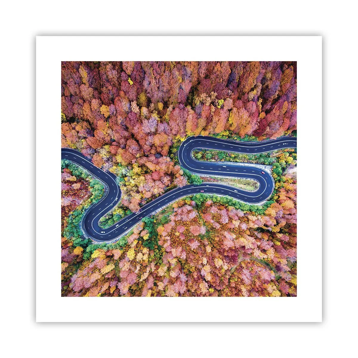 Plagát - Kľukatá cesta lesom - 40x40 cm