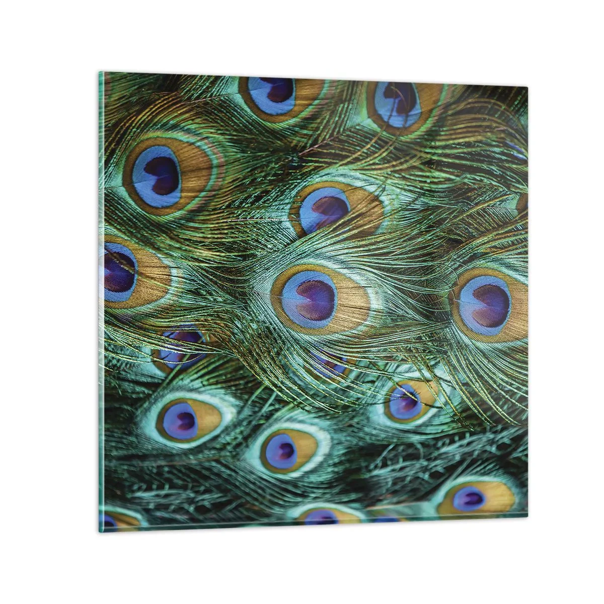 Obraz na skle - Páví pohľad - 40x40 cm
