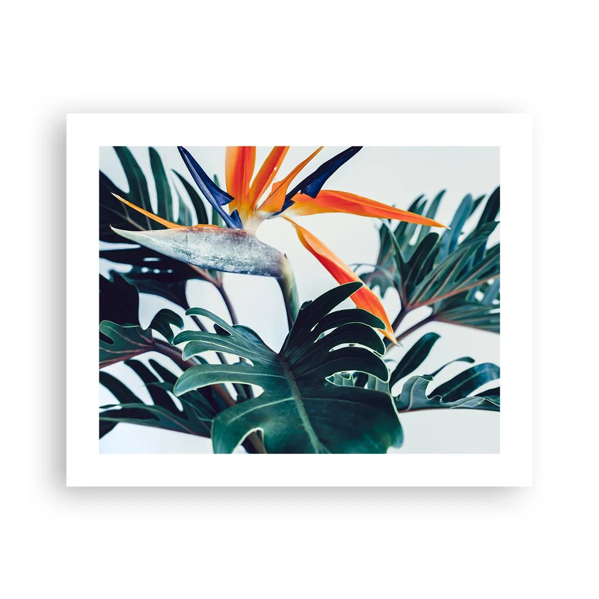 Plagát - Vtáker - 50x40 cm