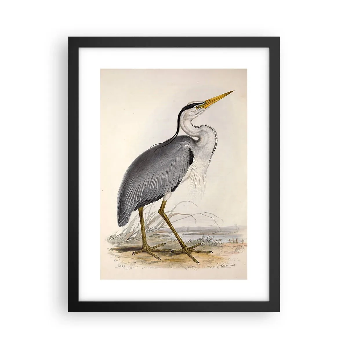 Plagát v čiernom ráme - Pôvab volavky - 30x40 cm