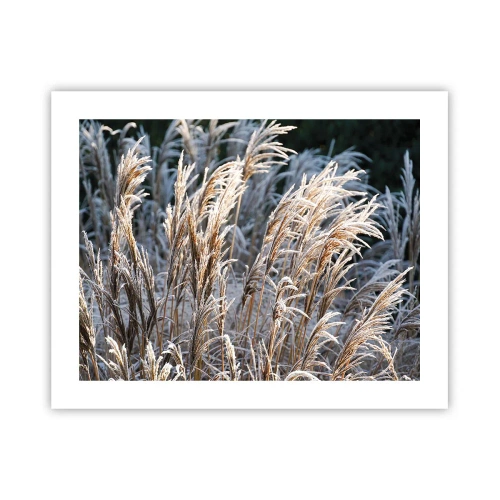 Plagát - Mrazom pokryté - 50x40 cm