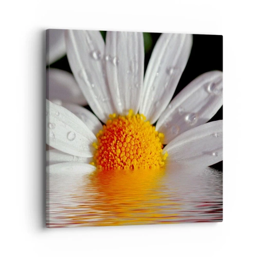 Obraz na plátne - Vychádzajúce slnko sedmokrásky - 40x40 cm