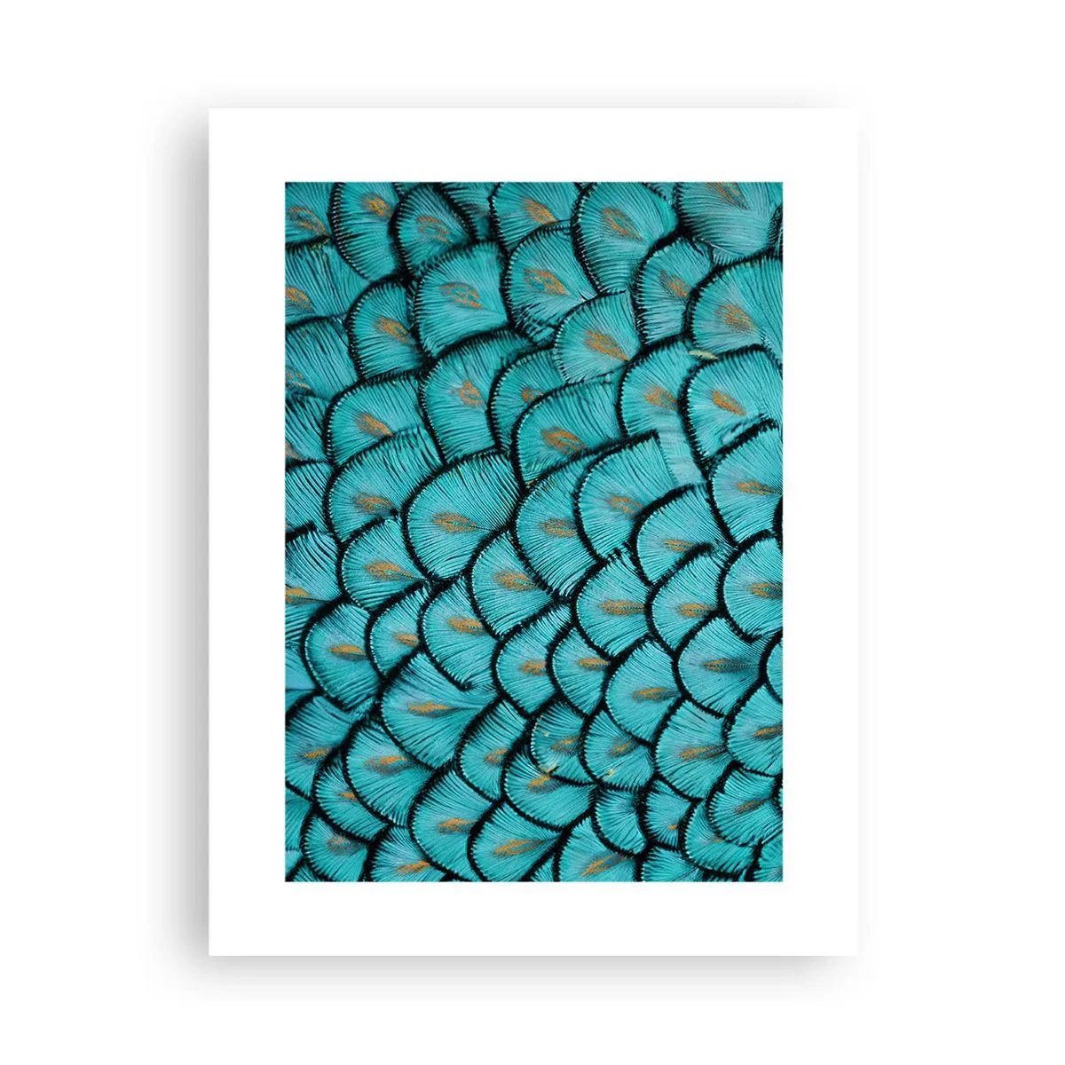 Plagát - Veľká slávnosť peria - 30x40 cm