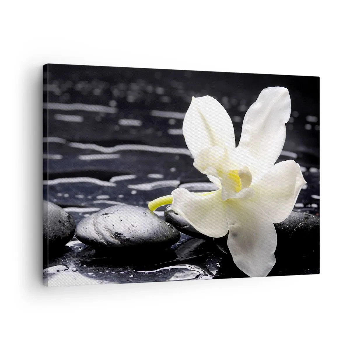 Obraz na plátne - Biela orchidea na pozadí čiernych kameňov a vody. - 70x50cm - Štúdia v čiernej a bielej - Moderná nástenná dekorácia do obývacej izby a spálne ARTTOR