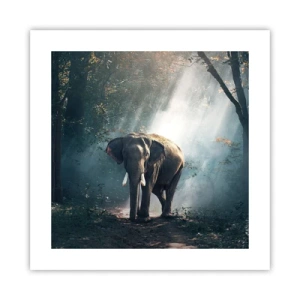 Plagát - Pokojná prechádzka - 40x40 cm