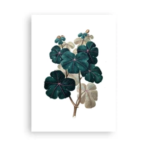 Plagát - Zo starého herbára - 50x70 cm