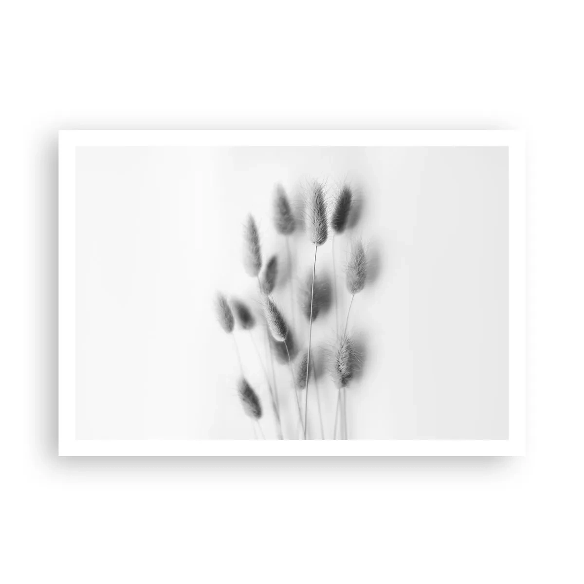 Plagát - Našuchorená tráva - 100x70 cm